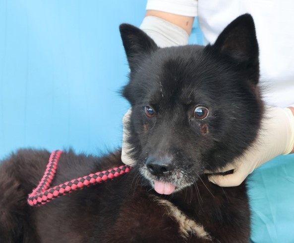 제주 동물보호센터_450650202502981